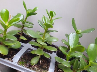 Tlustice vejčitá (Crassula ovata) - 6