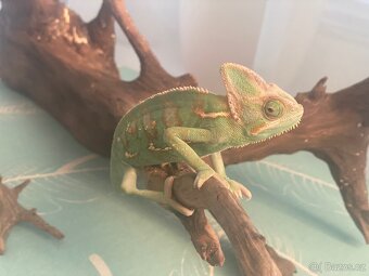 Chameleon jemenský - 6