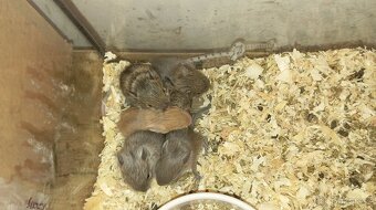 Osmák degu - 6
