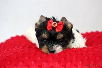biewer yorkshire terrier s PP - 6