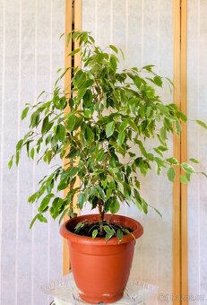 Fíkus Ficus benjamina Golden King/Twilight, březový fík 1m - 6