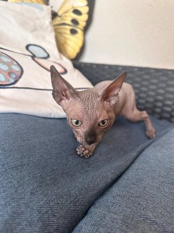 Kanadský Sphynx s průkazem původu - 6