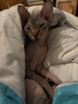 Prodám kočky sphynx - 6