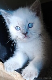 Koťátka britská colorpoint blue - 6