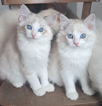 Kočičky ragdoll s PP - 6