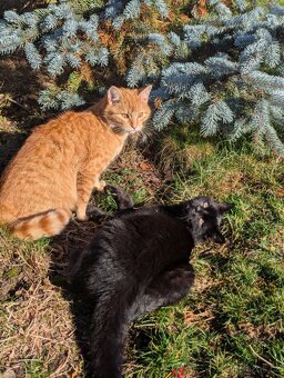 Koťátka k adopci - 7 měsíců - 6