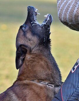 Belgický ovčák Malinois - 6