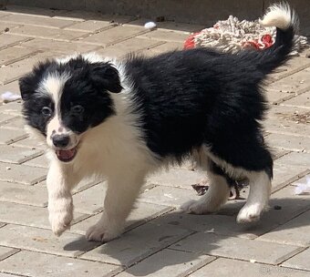 Border kolie - 6