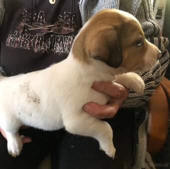 Jack russel teriér - 6