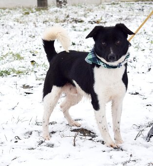 ARIELL K ADOPCI - 1 ROK, KAMARÁDSKÝ,HODNÝ,HRAVÝ - 6