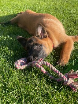 Belgický ovčák- Malinois s PP - 6