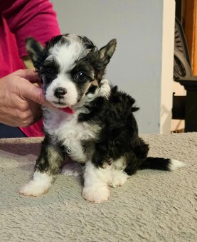 ČÍNSKÝ CHOCHOLATÝ PES/labutěnka/naháč - 6