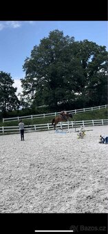 Charakterní kobylka - 6