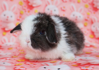 zakrslí beránci - 6