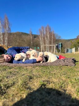 TOP LABRADORSKÝ RETRIEVER - ŠTĚNĚ S PP - 6