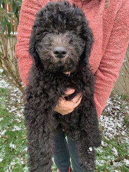 Štěně Labradoodle Draco - 6