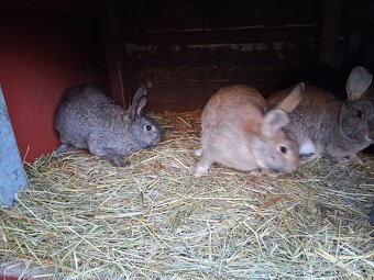 Králíci k prodeji - 6