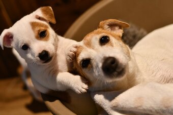 Jack Russell Terrier FCI - 6