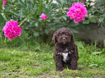 Italský vodní pes s PP - Lagotto romagnolo - 6