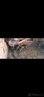 Nabízím k závaznému zamluvení anglonubíjska kůzlata bezrohé. - 6