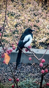 Prodám Google Pixel 9a zánovní barva Iris, 8GB/128GB - 6