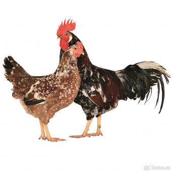 První jarní prodej kuřic 25.2.26 Velký Osek - 6