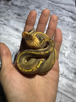 Krajta Královská Python regius Volná mláďata :) - 6