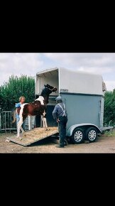Prodám valacha  american paint horse - 6