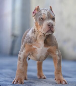 American bully xl, pitbull xxl merle tricolor - 6