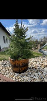 DUBOVÉ KVĚTINÁČE Z ORGINALNÍCH SUDŮ - 6