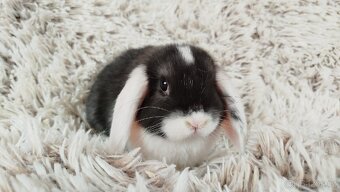 Zakrslý beránek, králíček, králík - ELIŠKA - 6