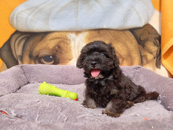 Maltipoo - 6