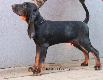 Black and Tan Coonhound/ americký mývalí pes - 6