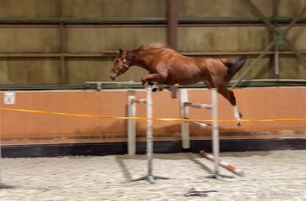 4 leta Klisna po Emerald - 6