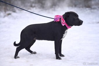 Columbia hledá domov - 6