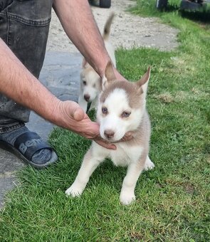 Sibirsky Husky - 6