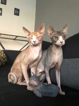 Kanadský sphynx bez PP - 6