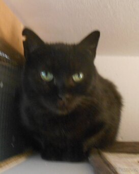 Klidná, hodná, černá 2-3letá Lízinka hledá domov - 6