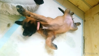 Belgický ovčák malinois bez PP - 6