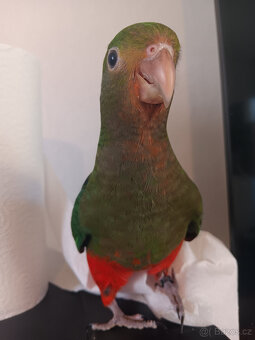 Ručně dokrmený papoušek královský - 6