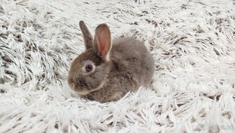 Zakrslý králík, králíček -(REX)-DAMIAN - 6