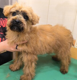 Nagini hledá domov - 6