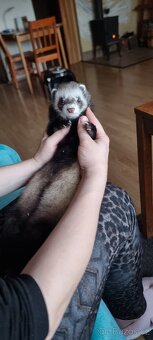 Fretka mláďata k rezervaci - 6