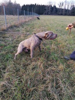 Bandog - 6