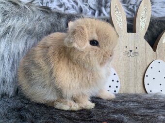 ❤️❤️Krásná Minilop Kralicek veranek miminka - 6