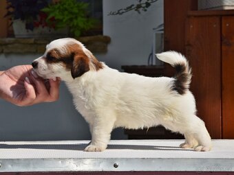 Jack Russell teriér s PP - Moet - 6