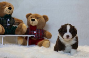 Miniaturní americký ovčák - 6