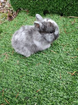 Zakrslý králíček - 6