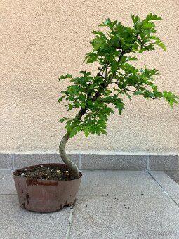 Bonsai, Bonsaj, jamadori, hloh - 6