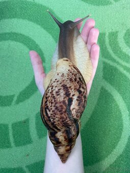 Oblovka síťkovaná (Lissachatina reticulata) 🐌 - 6